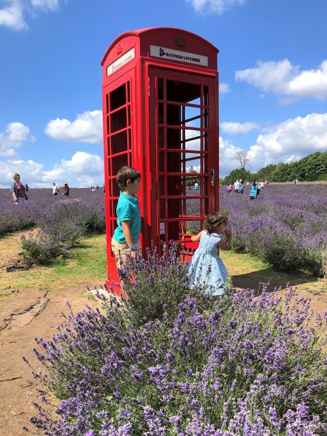 Lavender Fields near London