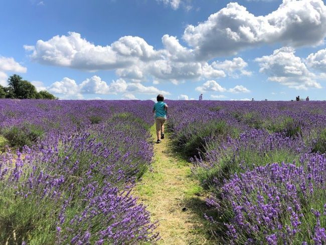 Lavender fields summer things to do