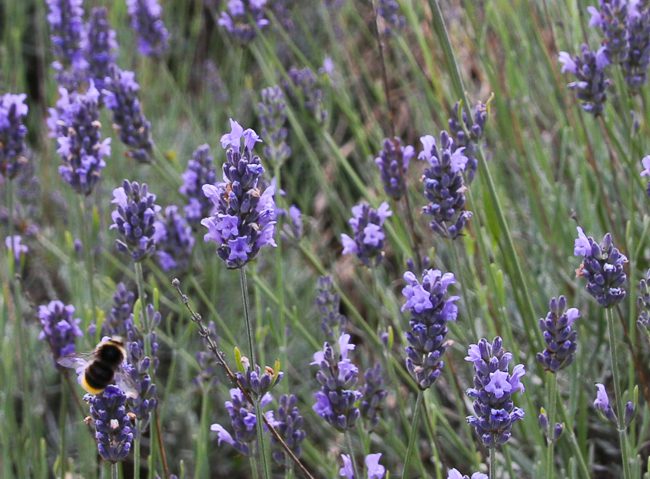 A lavender farm near North London