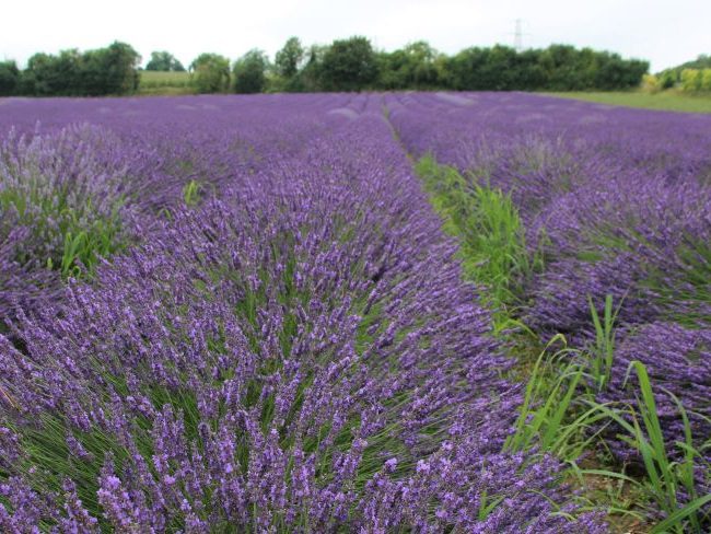 Castle Farm Lavender Fields Kent