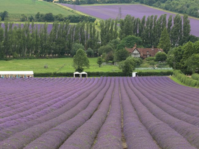 Lavender Farms near London