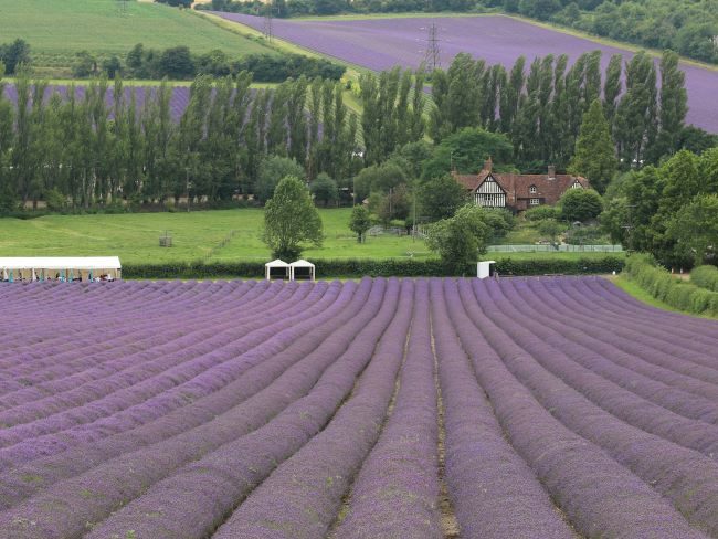 Lavender farms near London