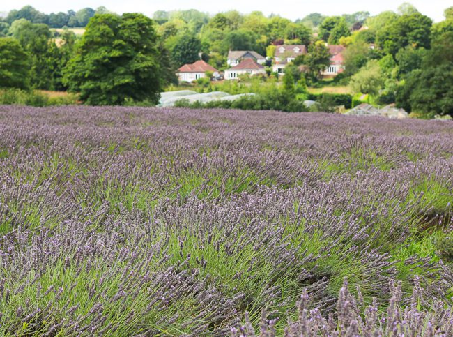 Mayfield Lavender Farm in Surrey