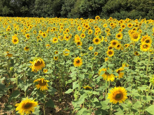 Sunflowers at the Pop up Farm