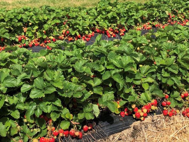 Strawberry picking Surrey