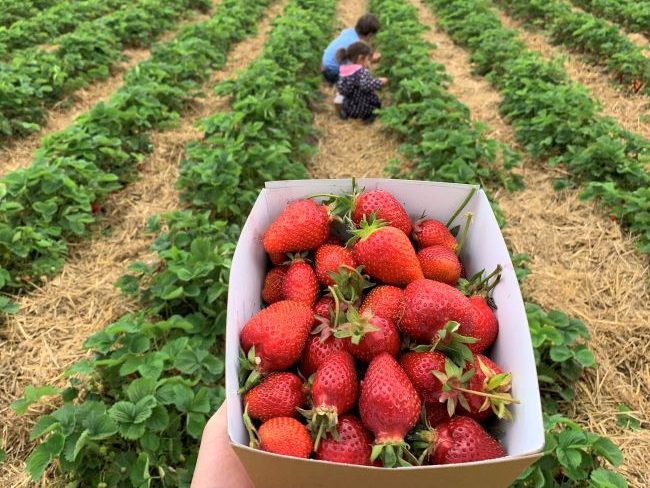 Strawberry Picking in Surrey