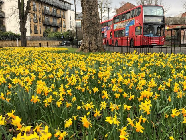 Daffodils in London