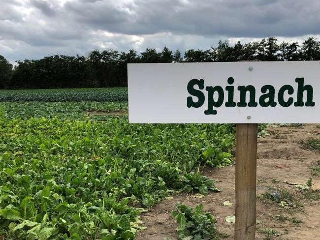 Picking Garsons Farm Spinach