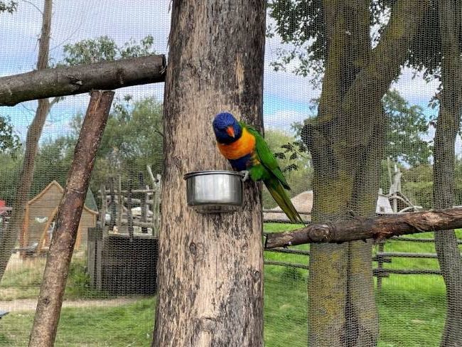 Hobbledown Farm and Zoo Animals