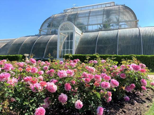 Kew Gardens Rose Garden