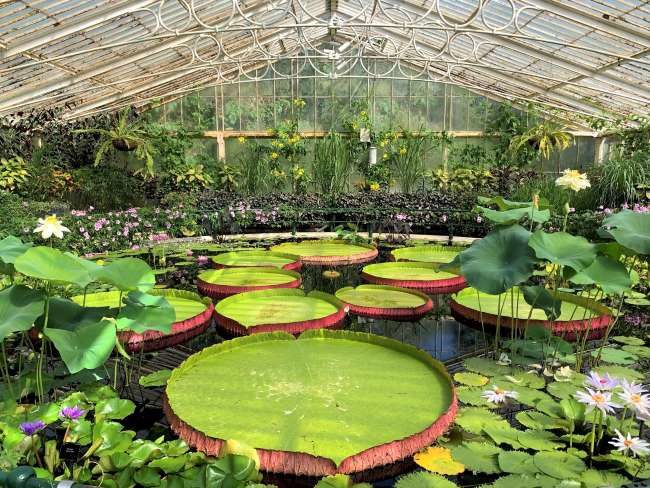 Waterlily House Kew Gardens