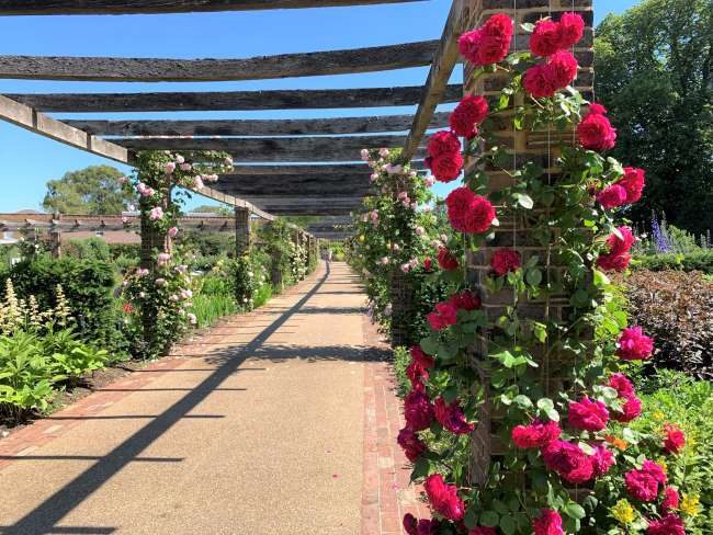 Rose pergola at Kew Gardens