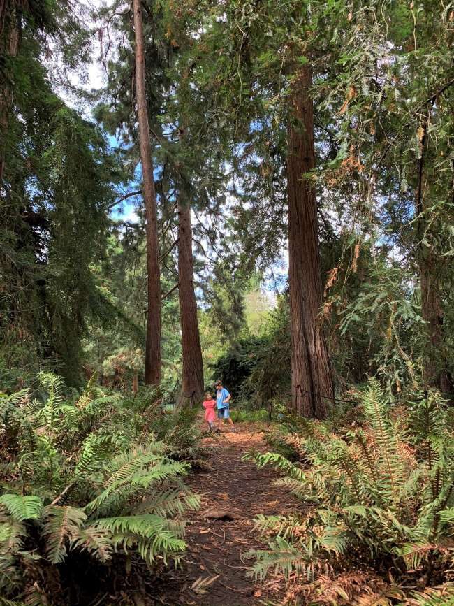 Redwood Grove Kew Gardens