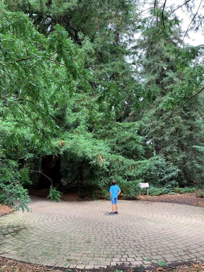 Redwood Grove Kew