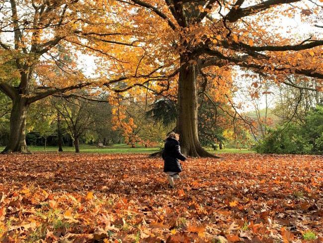 Fall Foliage London - Best Places to see Autumn Colours in London