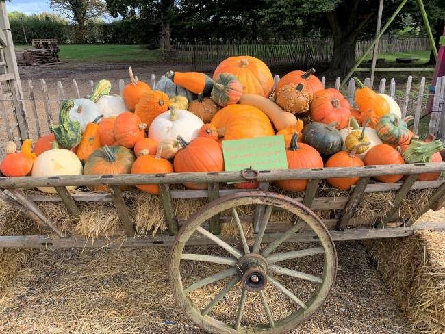Pumpkin Display at Crockford Bridge Farm Surrey