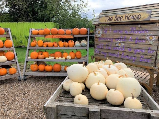 Crockford Bridge Farm Pumpkin Market