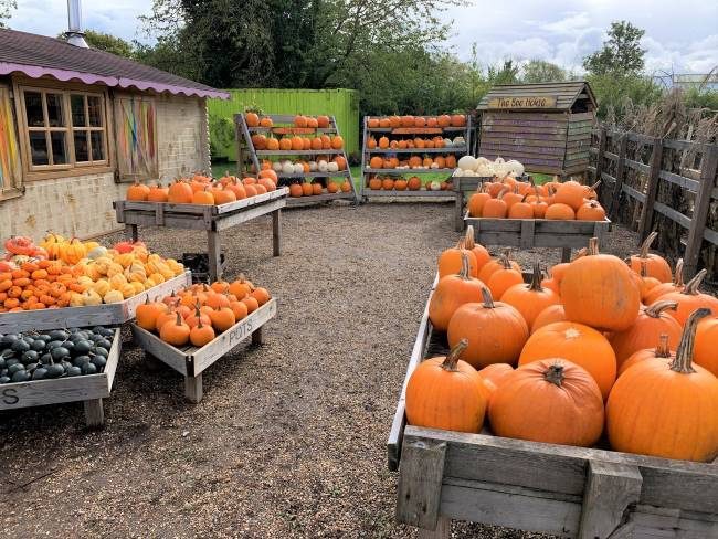 Crockford Bridge Farm Pumpkin Market