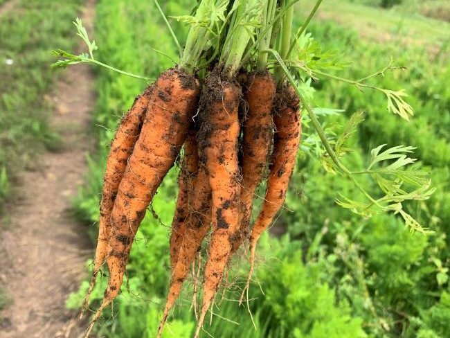 Picking carrots at Crockford Bridge Farm