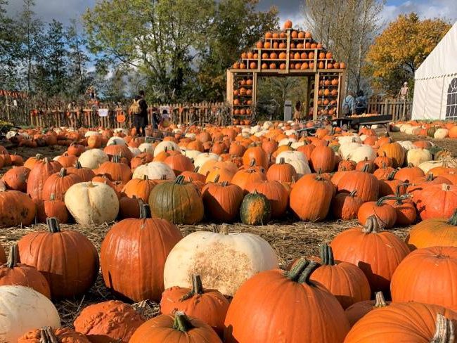 Pumpkin Patch near London