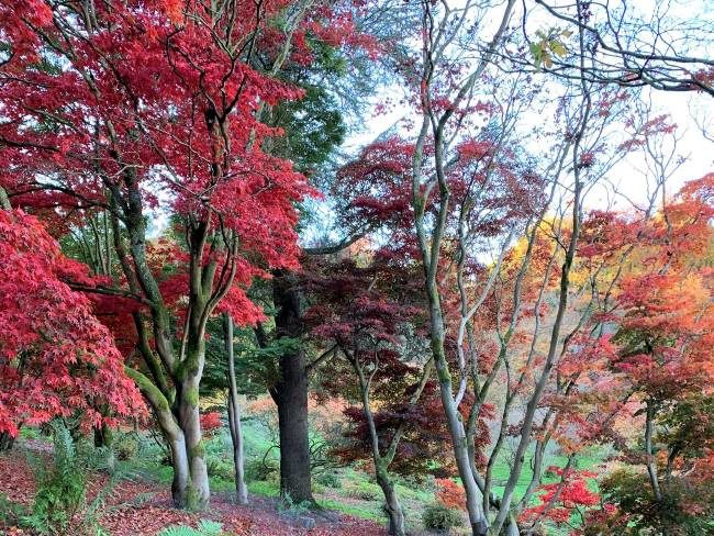 Winkworth Arboretum Surrey