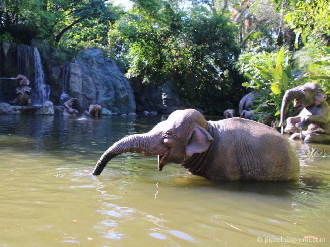 Jungle Cruise at Magic Kingdom