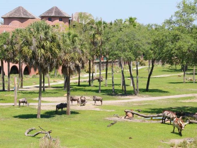 Savanna View Animal Kingdom Lodge