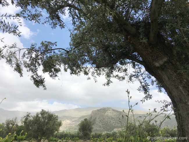 Olive grove near Nigüelas, Spain