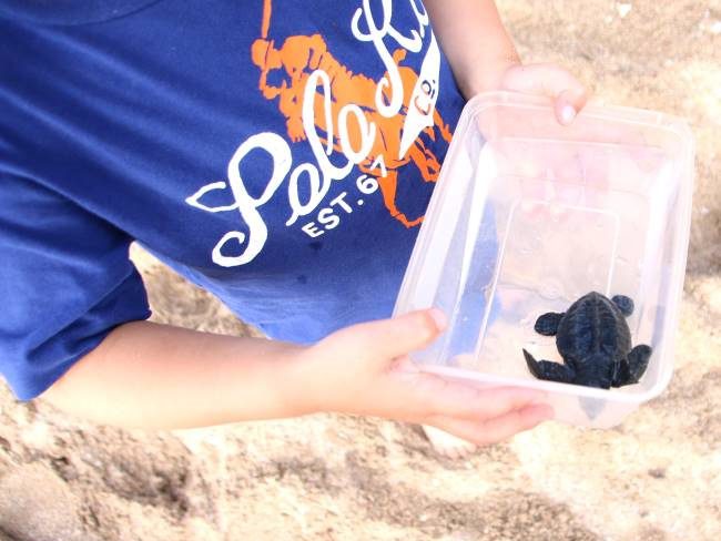 Baby Turtle Release Bali Sea Turtle Society