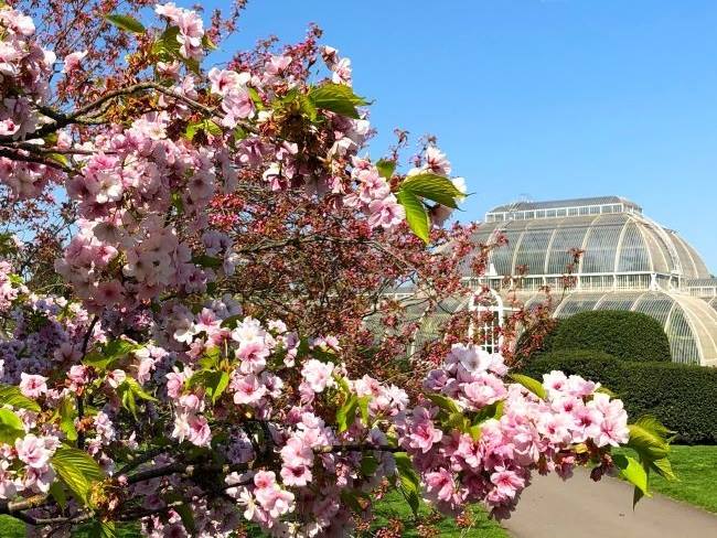 Cherry Walk Kew Gardens