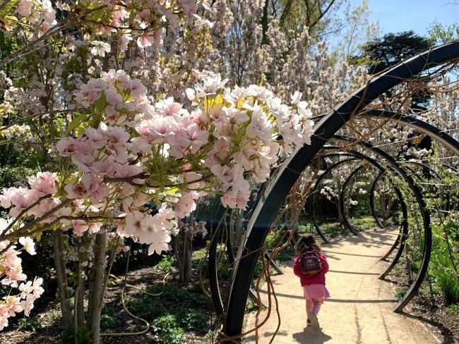 Cherry Blossoms Kew Gardens