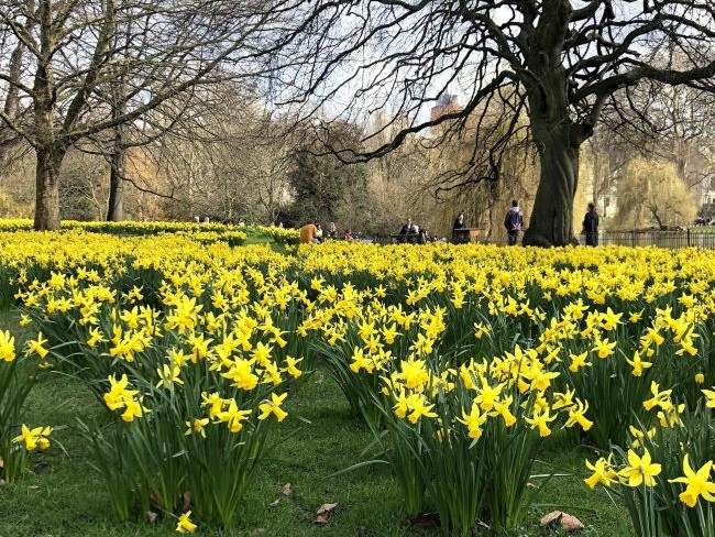 Daffodils London St James's Park
