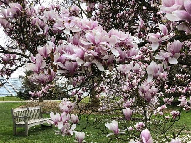 Magnolia Kew Gardens Spring in London