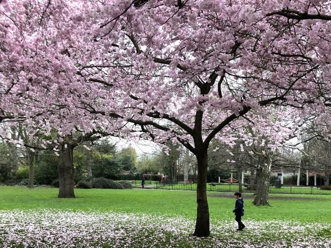 Ravenscourt park Cherry Blossoms