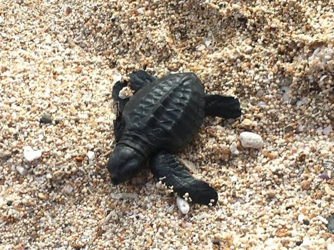 Releasing sea turtles in Bali