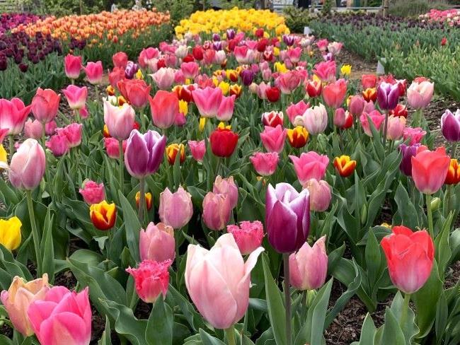 Tulip Festival Hampton Court Palace London