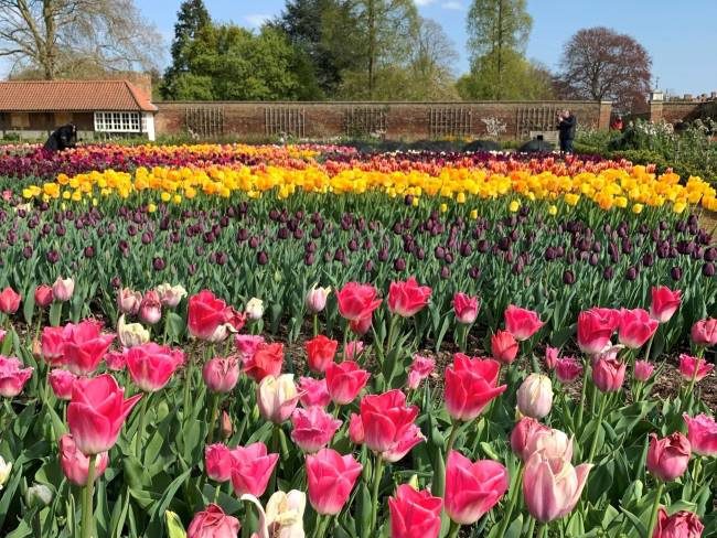 Tulip Festival Hampton Court Palace