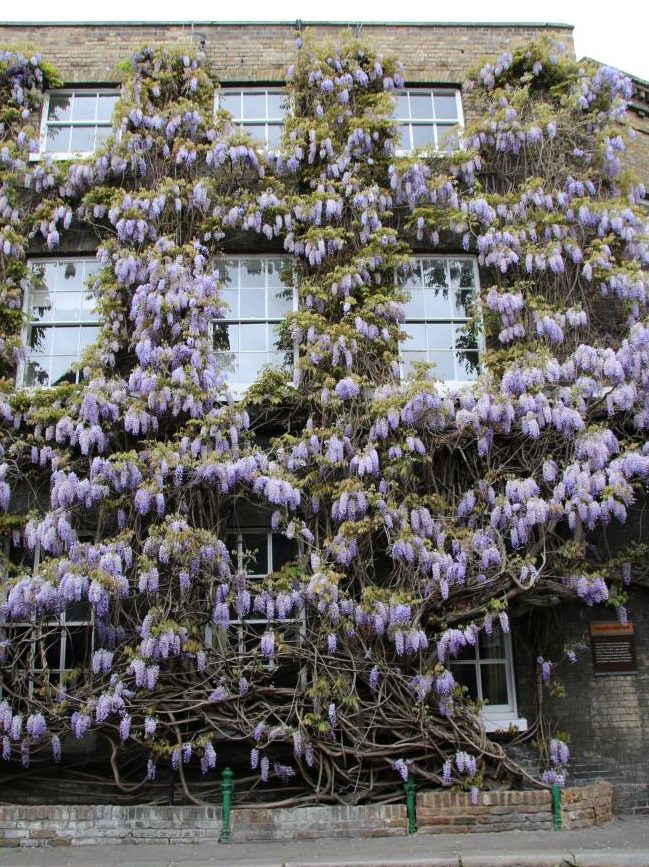 Wisteria Fullers Brewery Chiswick London