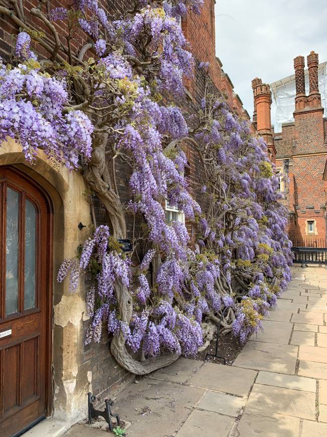 Wisteria London Hampton Court Palace