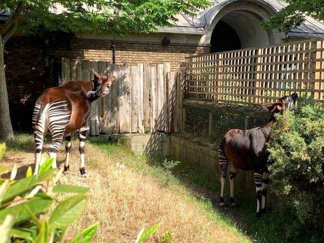 Animals at London Zoo with Kids