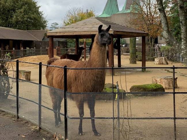 Animals to see at London Zoo