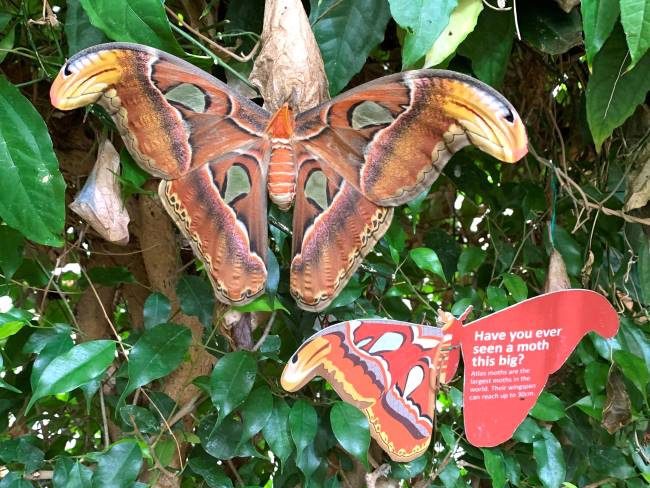 Atlas Moth London Zoo