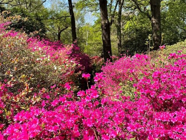 Azaleas Isabella Plantation Main Stream