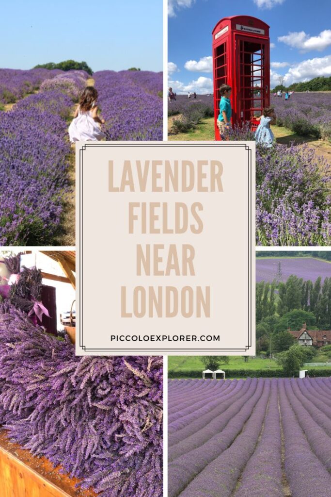The best lavender fields near London