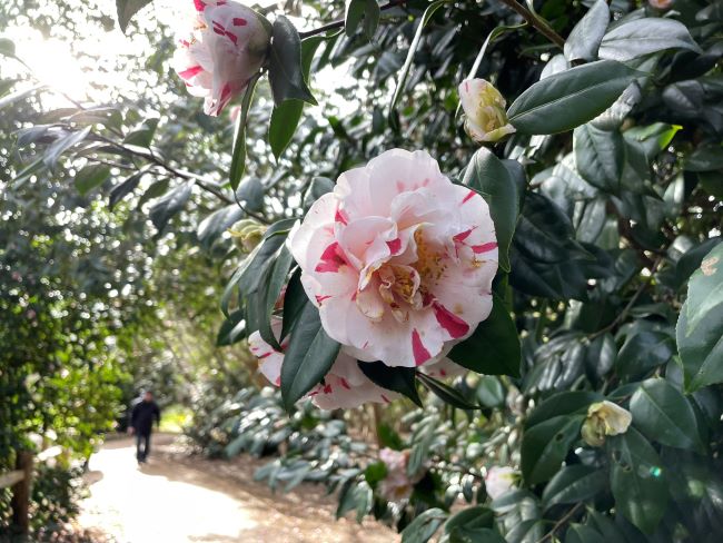 Camellia Walk Isabella Plantation Richmond Park