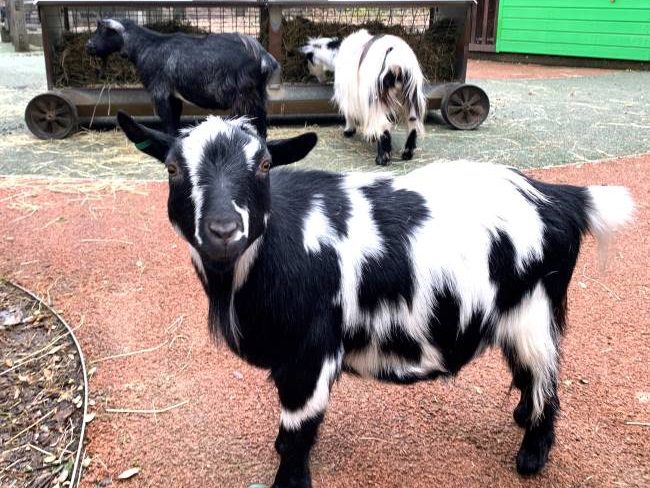 Childrens Petting zoo London with Kids