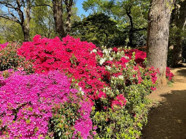 Isabella Plantation best time to visit