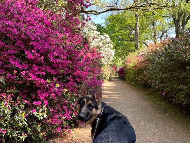 Isabella Plantation dogs