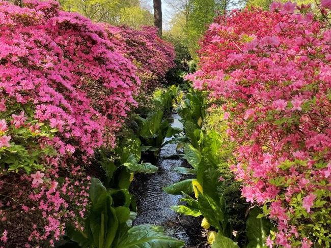 Isabella Plantation Stream Azaleas