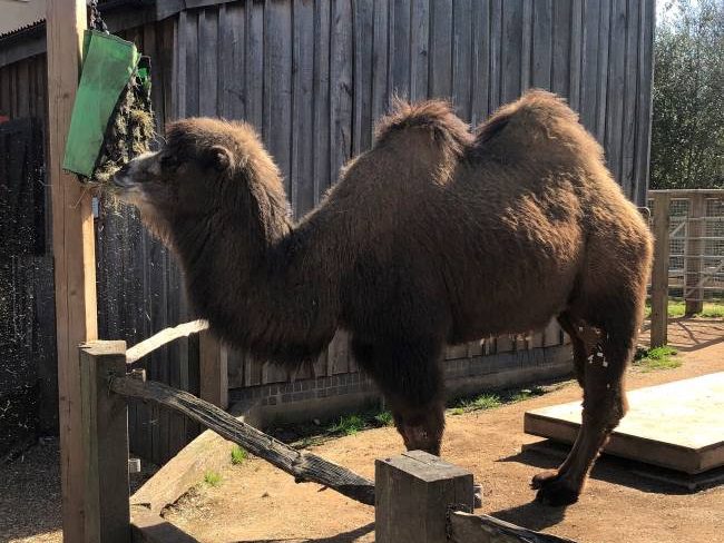 London Zoo Animal List Camels